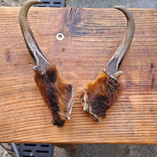 Muntjack antlers taxidermy - muntjack,