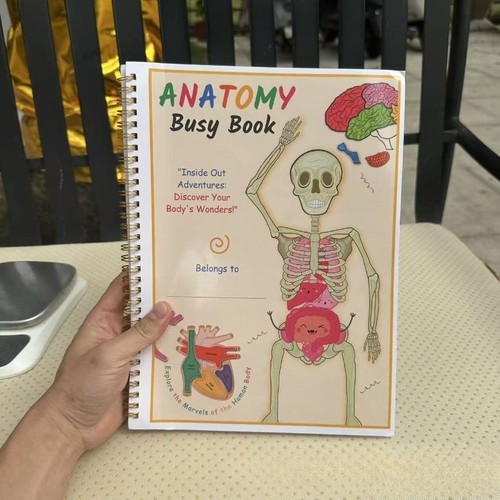 Hands human anatomy busy - human,