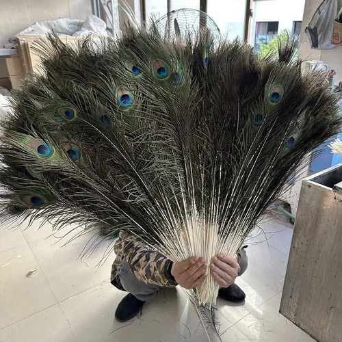 10x peacock tail - peacock, feathers