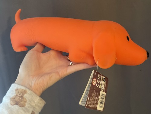 Big squij dachshund - x1,