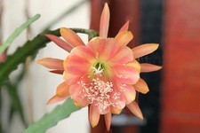 1 EPIPHYLLUM Cactus  “King