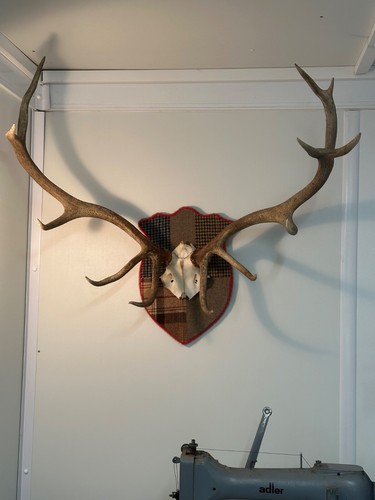 Stag head wall - , with