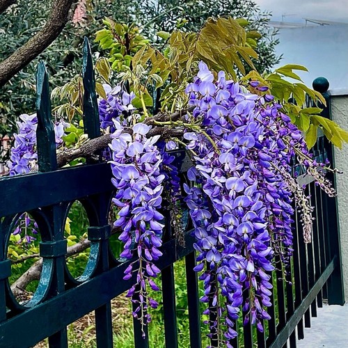 Chinese wisteria - wisteria, |