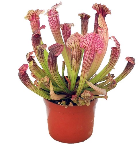 Trumpet pitcher sarracenia - sarracenia,