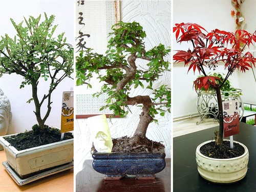 Traditional forest bonsai - forest, tree