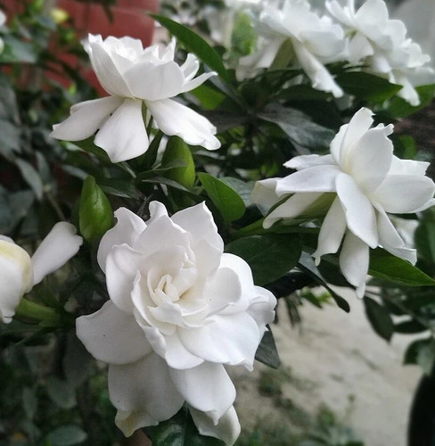 Gardenia jasminoides cape - gardenia,