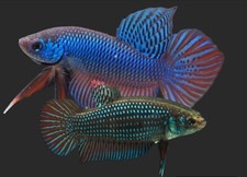 A Breeding Pair of Wild Betta Smaragdina Buriram Male and female *Stock Photo*