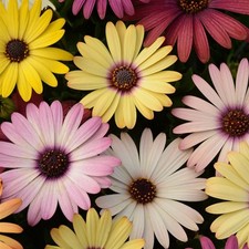 Perfect Plants - Osteospermum