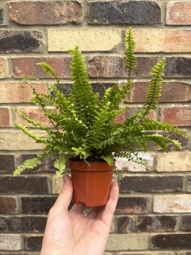 Boston fern 9cm - boston,