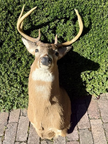 Vintage huge deer trophy real - deer,