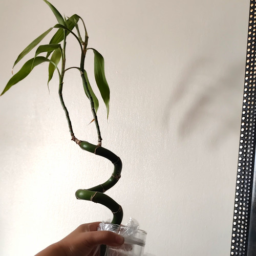 Lucky bamboo spiral - lucky,