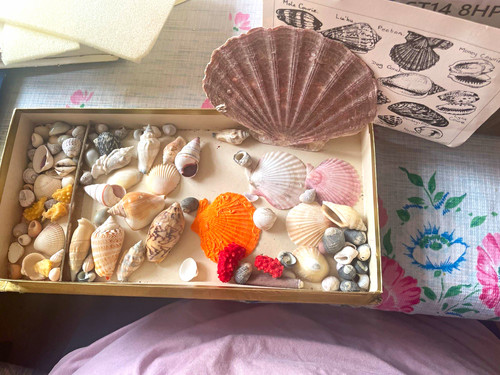 Large conch shell - &, mixed