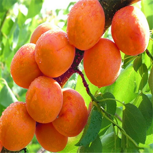 Sweet delicious apricot - sweet, &