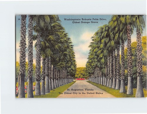 Postcard washingtonia robusta - postcard,