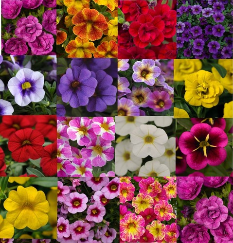 Hanging basket flowers - basket, ×12