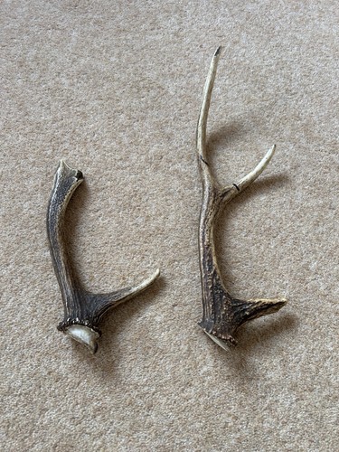 Small sample antler - small, of