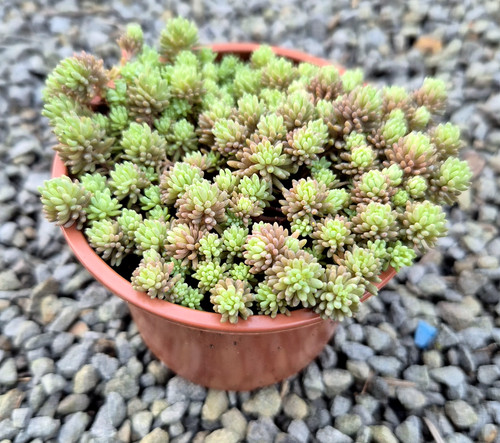 Hispanicum stonecrop