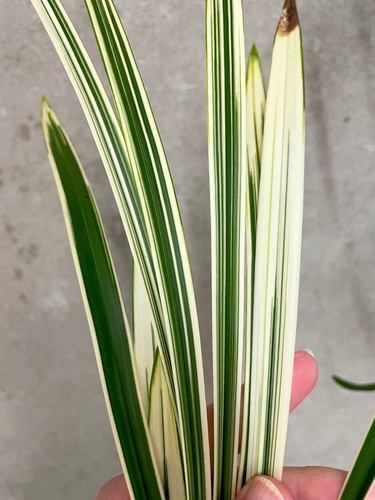 Cymbidium ensifolium bai - cymbidium,