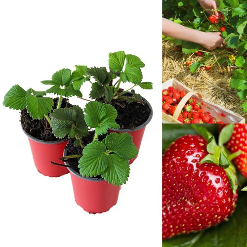 Strawberry red gauntlet fruit - red,
