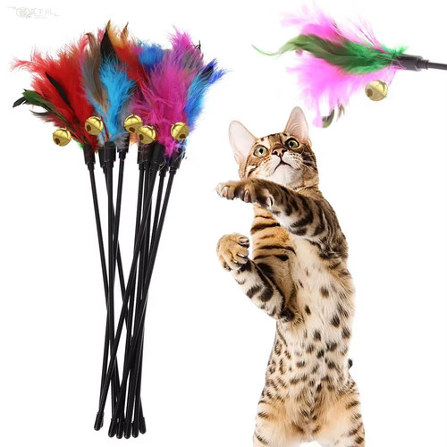 Kitten cat feather - cat,