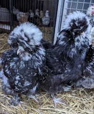 BLUE & BLACK MOTTLED USA