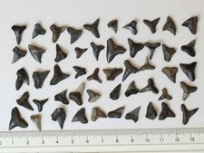 *Fossil Shark Teeth, Peace Rive Florida, Set of 50, tooth Megalodon[E8062]7m1