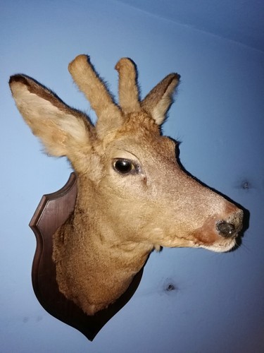 Vintage taxidermy deer trophy - vintage,