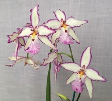 Aliceara Donald Halliday