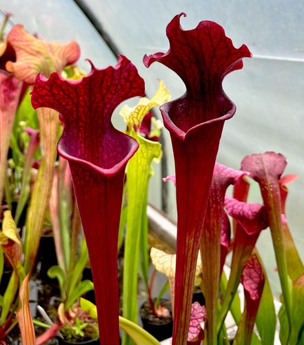 Sarracenia moorei dark - moorei, red