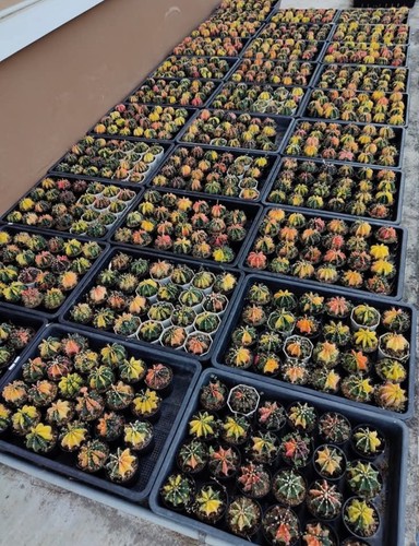Cactus seeds 20x gymnocalycium - 20x,