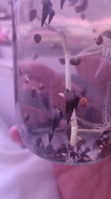 15 Black Trumpet Snails For