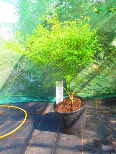 40inch japanese - pot),