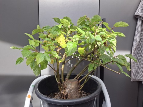 Very chunky yamadori hornbeam - yamadori,