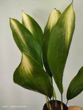 Aspidistra Elatior 'ASAHI' Cast iron plant Rare Aspidistra