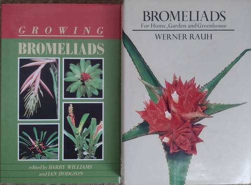 Bromeliads for home - bromeliads,