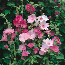 Lavatera Hardy Shrub Bushy Garden Plant 'Burgundy Wine' 1 or 2 x 3L Pot T&M