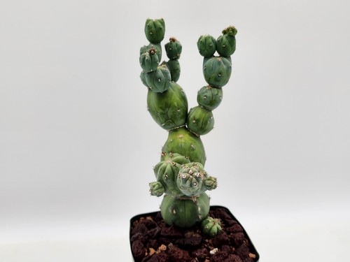 Myrtillocactus geometrizans - , cv