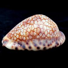 Cyprea Historia 'Harlequin