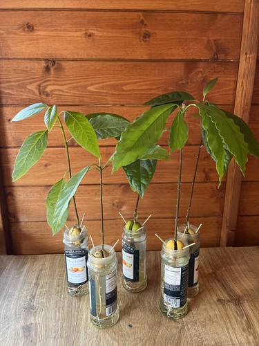 Young avocados plants sell 4 - young,