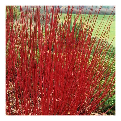 Cornus alba sibirica - cornus,
