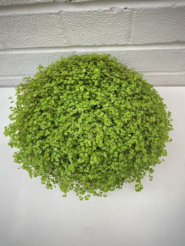Soleirolia helxine green - helxine, mind