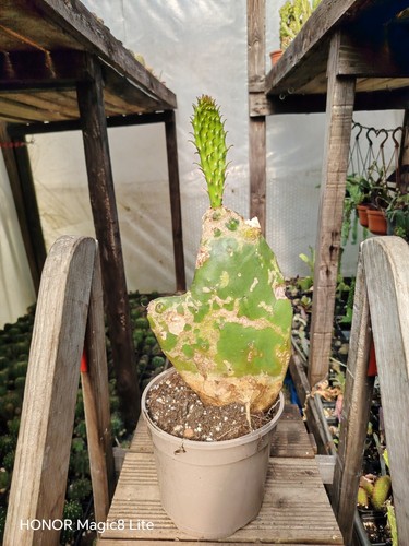 Opuntia gomei old - gomei, mexico'