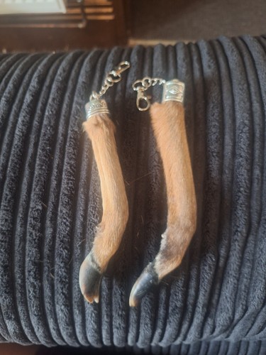 Taxidermy muntjac foot - muntjac,