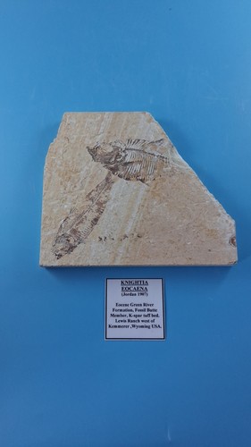 Fossilised fish rock 52 - fish,
