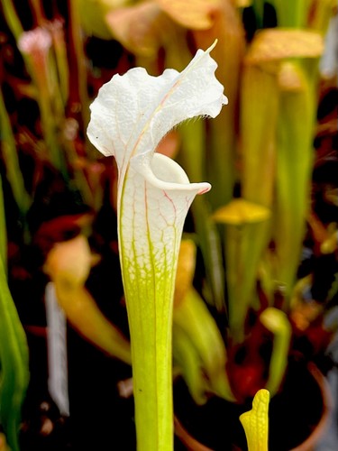 Sarracenia leucophylla alba - sarracenia,