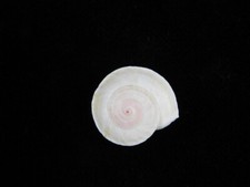 Land Snail Theba planata