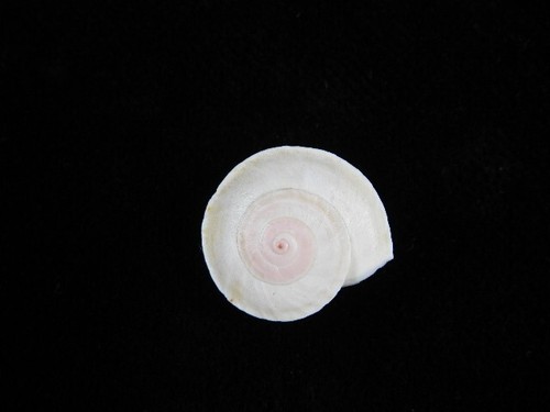 Land snail theba planata - land,
