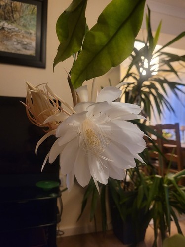 Extremly rare and - and, beatiful