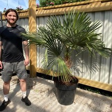 Trachycarpus Fortunei Large
