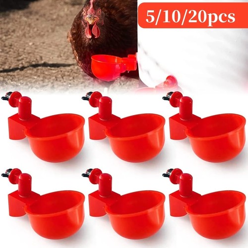 Poultry water drinking - poultry,